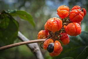 Guarana